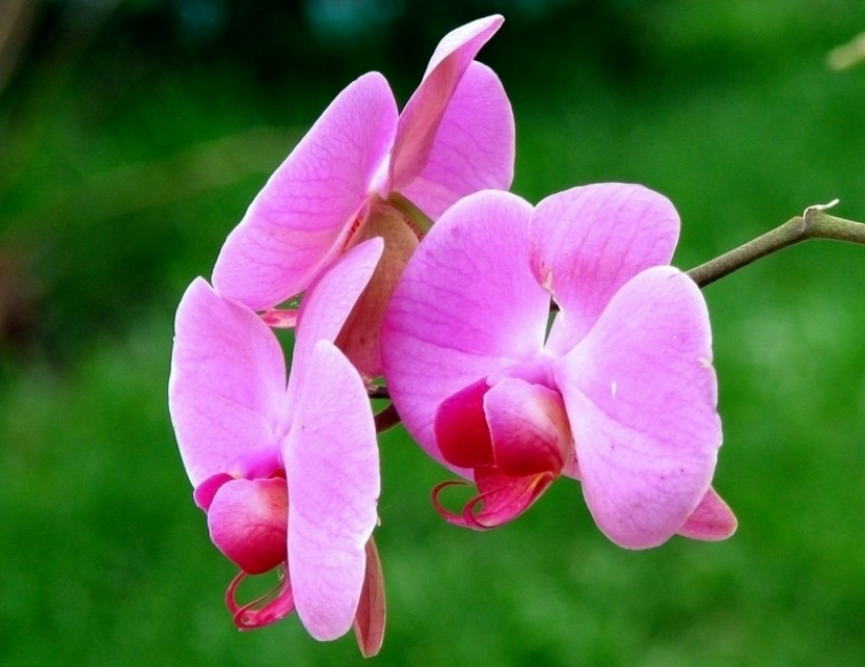奇花异草的异是什么意思？这些奇花异草你见过吗？