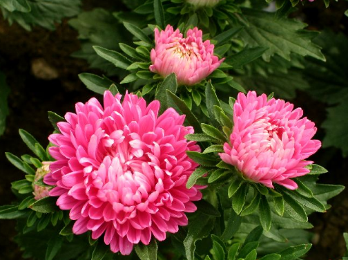 适合春天播种的花有哪些？这些花都可以在春天播种哦！