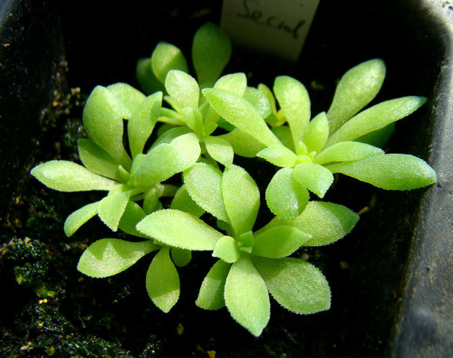 适合春天播种的花有哪些？这些花都可以在春天播种哦！