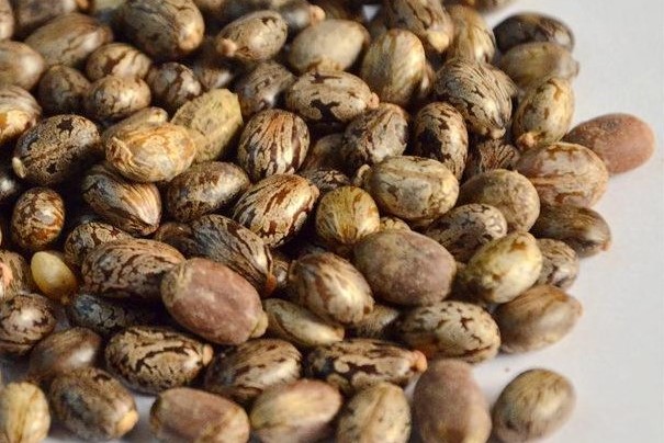 蓖麻子有毒吗？了解这些你才能避免中毒！