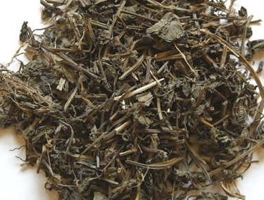 透骨草有多少种？透骨草的常用种类介绍！