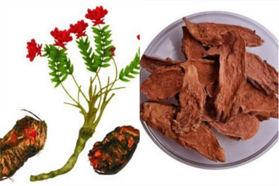 什么人不适合食用红景天?这些人群千万不能食用红景天！