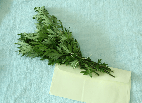 艾草和艾叶是一样的吗？教你正确区分艾草和艾叶！