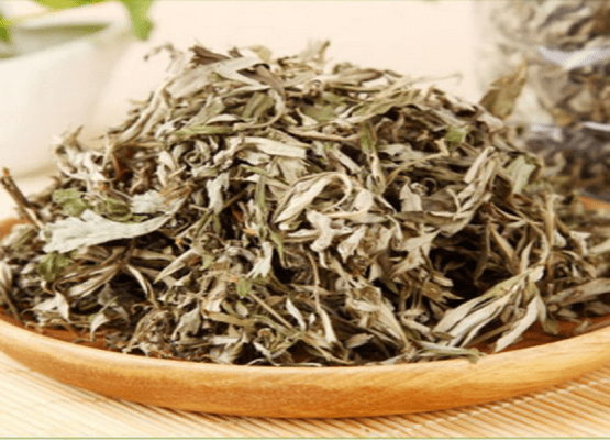 艾草和艾叶是一样的吗？教你正确区分艾草和艾叶！