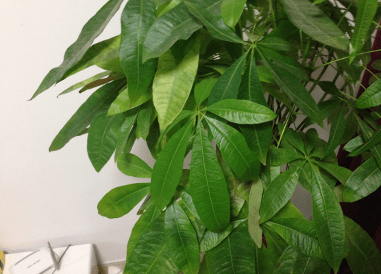 还在为家里的花卉叶子发黄而烦恼吗？家庭养花叶子发黄防治大全​介绍！