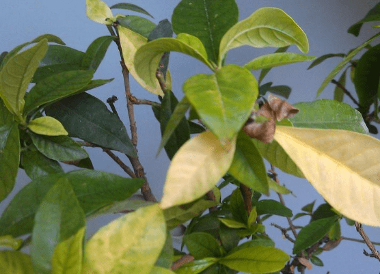 还在为家里的花卉叶子发黄而烦恼吗？家庭养花叶子发黄防治大全​介绍！