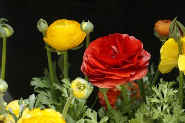 花毛茛一年开几次花?你知道花毛茛有哪些繁殖方法吗?