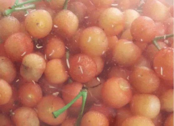 樱桃里面有虫还能吃吗？科学分析樱桃有虫是否影响樱桃的食用！