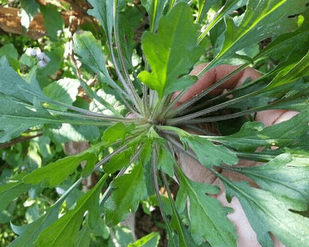 地菜的做法大全！美味的地菜饺子的做法介绍！