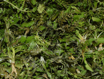 地菜的做法大全！美味的地菜饺子的做法介绍！