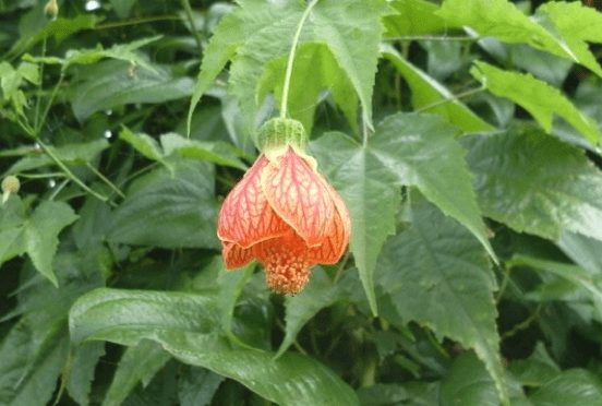 金铃花叶子蔫了怎么办?金铃花的养殖要注意浇水、施肥适量、光线充足!