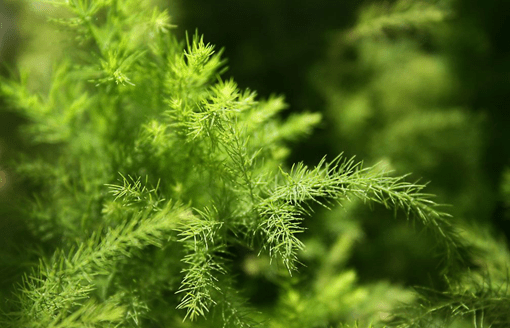 卧室里放什么植物比较好?想要睡得香的你可要好好看看了!