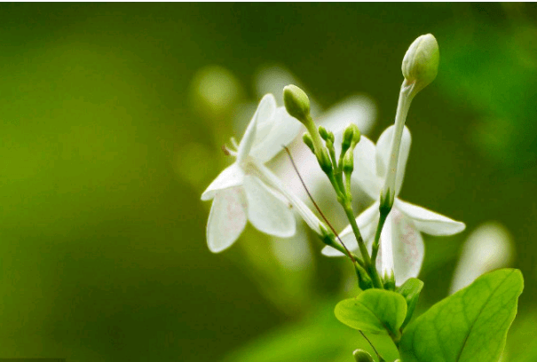 中国国花是什么花？是牡丹还是梅花？你真的了解吗？