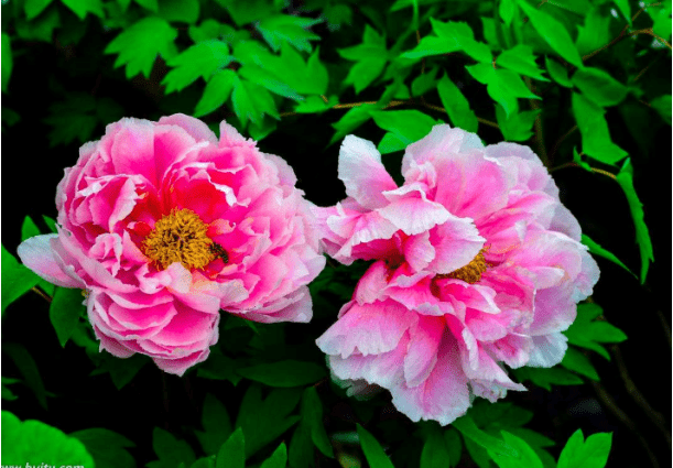 中国国花是什么花？是牡丹还是梅花？你真的了解吗？