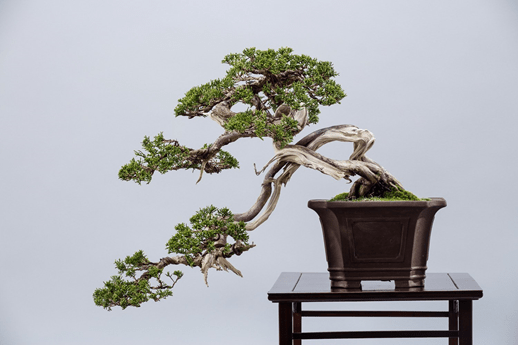 客厅的茶几上摆什么植物好?客厅植物挑选技巧大放送!