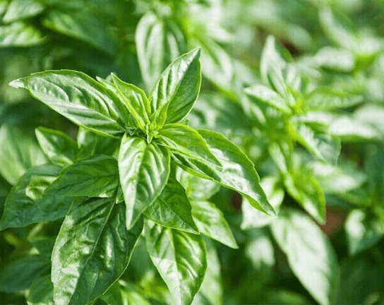 九层塔功效与作用有哪些？九层塔功效与作用介绍！