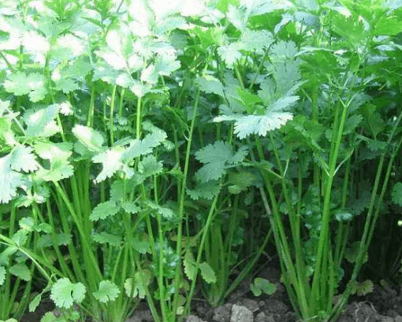 香菜的种植方法你知道吗?教你在家也可以种香菜!