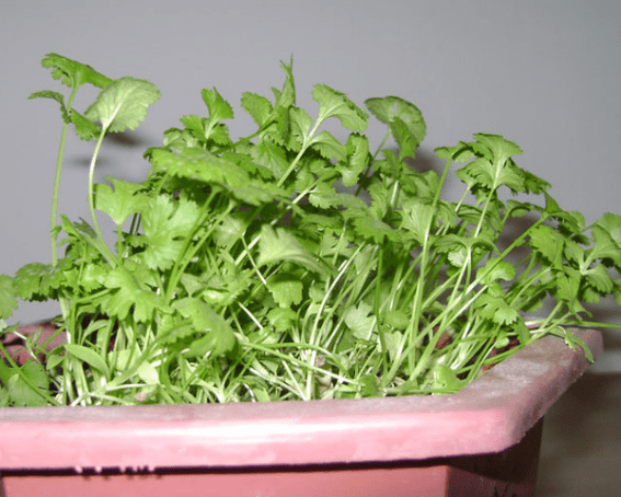 香菜的种植方法你知道吗?教你在家也可以种香菜!