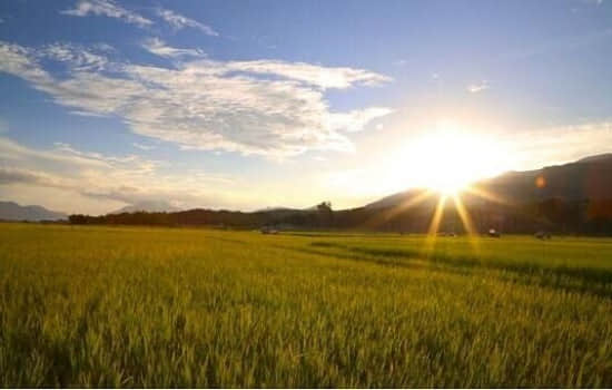 野杏产于哪里?又有哪些好吃又营养的做法?野杏美味食谱介绍！
