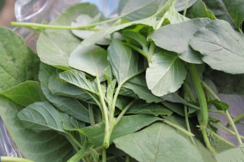 孕妇能吃灰条菜吗?灰条菜都有哪些好处与坏处呢? 孕妇能吃灰条菜吗?灰条菜都有哪些好处与坏处呢?