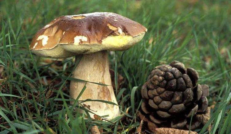 牛肝菌如何泡发？想吃到干净又味美的牛肝菌只需掌握这两招！