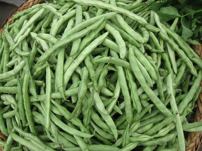 四季豆中毒怎么自救?为什么吃四季豆会中毒?