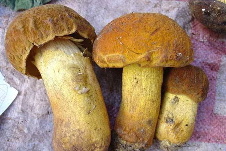 牛肝菌如何泡发？想吃到干净又味美的牛肝菌只需掌握这两招！