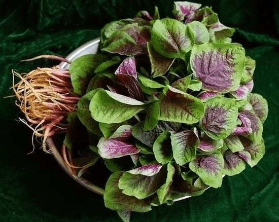 野苋菜怎么保存?野苋菜保存方法介绍!