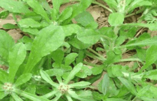 清明菜有毒么?清明菜无毒且营养价值极高!