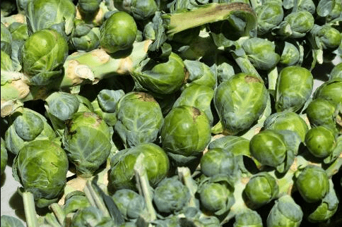 孢子甘蓝什么时候种植?手把手教你种植出更优质的孢子甘蓝!