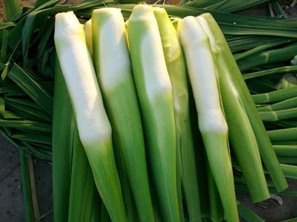 茭白能和香菇一起吃吗?哪些食物不能与茭白一起吃