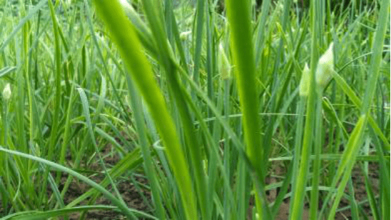 野韭菜在哪里比较多?一分钟带你了解野韭菜的主要分布情况!