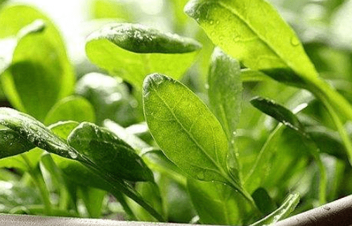 生吃空心菜有什么坏处？你还在生吃空心菜吗？