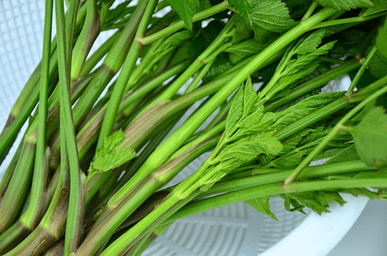 野生水芹菜有毒吗？带你了解野生水芹菜的功效！