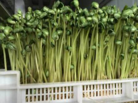 想吃美味的豌豆苗怎么办?自力更生自己种，还能收割好多次！