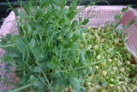 想吃美味的豌豆苗怎么办?自力更生自己种，还能收割好多次！