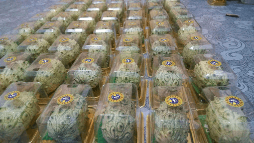 火参果要种多久才开花?火参果不开花原因介绍，快来看看自己踩雷了没!