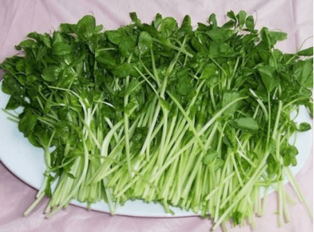想吃美味的豌豆苗怎么办?自力更生自己种，还能收割好多次！