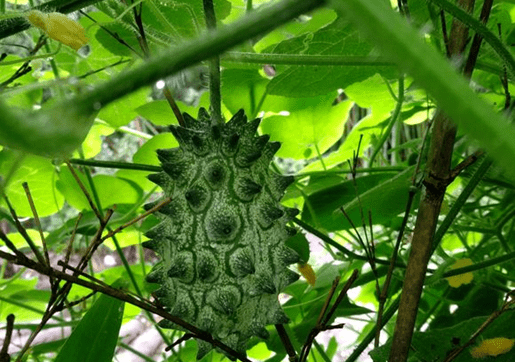 火参果要种多久才开花?火参果不开花原因介绍，快来看看自己踩雷了没!