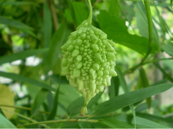 赖葡萄怎么催芽?四个步骤教你轻轻松松解决这个难题!