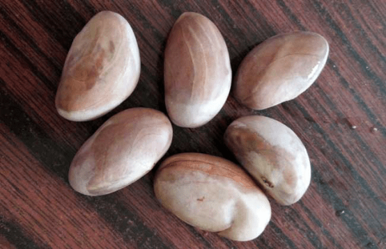 菠萝蜜的核可以种吗?菠萝蜜的核有什么作用？