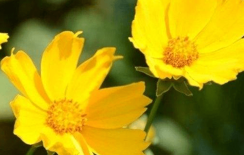 大花金鸡菊怎么养？怎么才能让大花金鸡菊更美丽？