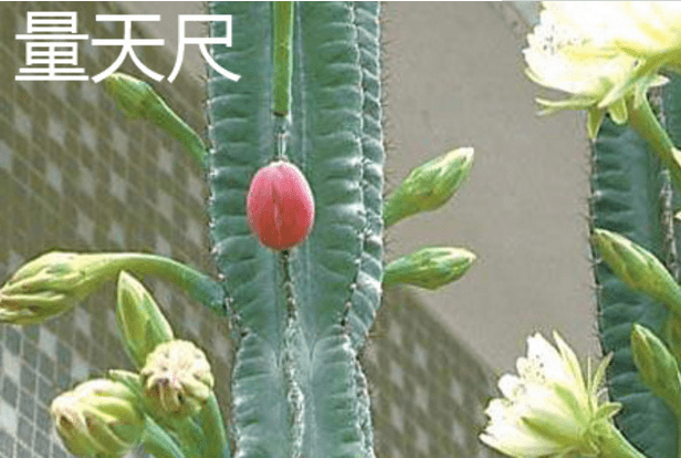 量天尺和龙骨的区别有哪些？量天尺和龙骨的区别介绍！