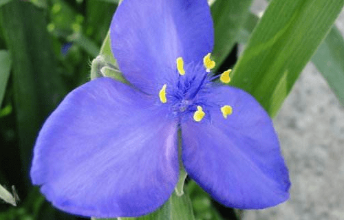 紫露草有什么花语？令人尊敬的紫露草花语！