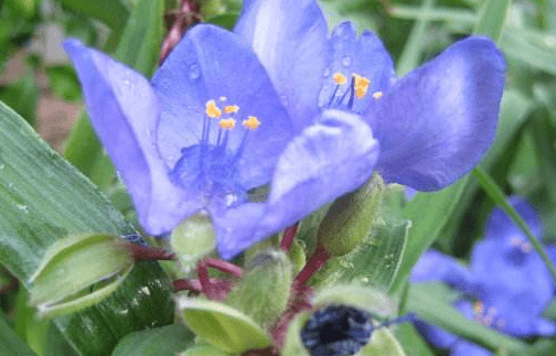 紫露草什么时候开花？这些你都知道吗？