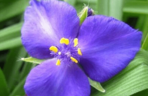 紫露草什么时候开花？这些你都知道吗？