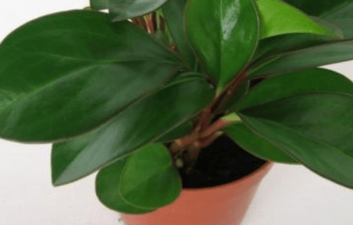 紫边碧玉椒草怎么养？怎么才能让紫边碧玉椒草更旺盛？