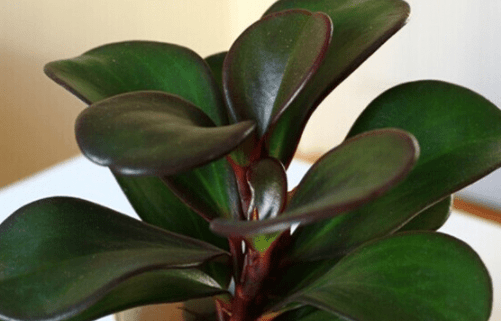 紫边碧玉椒草怎么养？怎么才能让紫边碧玉椒草更旺盛？