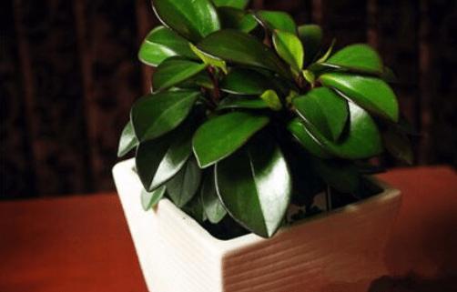 紫边碧玉椒草怎么养？怎么才能让紫边碧玉椒草更旺盛？