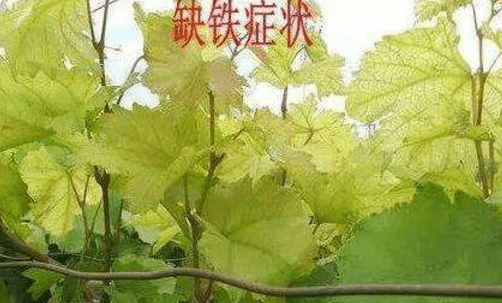 葡萄叶子发黄怎么回事？这五大对策助你解决！